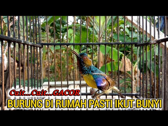 kolibri kelapa manapun pasti ikut nyaut dengar suara ini | pancing burung dirumah agar cepat gacor class=