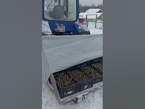 луковицы тюльпана для выгонки на 8 марта