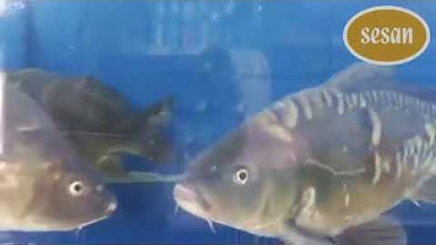 Cá Chuỗi Ngọc Sống