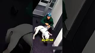 La reacción de este Dogo Argentino te dejará sin palabras 😱