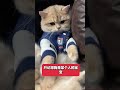 Oh No! Lost Memory Adventure with a Milk Cat in Blue &amp; Gold