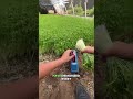 🚀 Fast & Neat! Super Agile Farmers in Action During Pea Sprout Harvesting #harvesting #sprout #pea