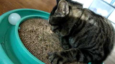 Catnip is a hell of a drug