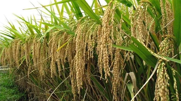 Japanese Rice Harvesting Technology Amazing Rice Agriculture Technology in Japan Modern Rice Farming - DayDayNews