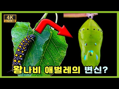 [4K] 바다 건너온 왕나비의 변신 장면 Chestnut tiger butterfly Pupation #shorts