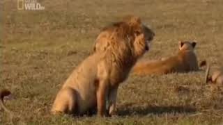 Vlog backsound singa ketawa