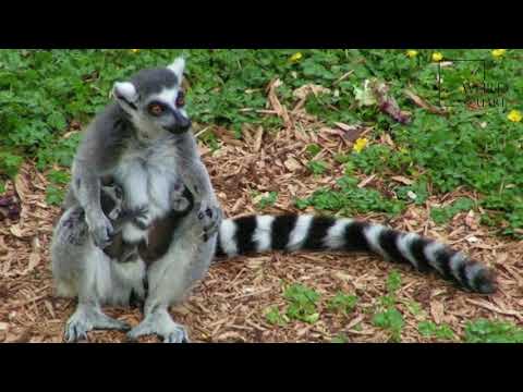 Interesting facts about ring tailed cat by weird square