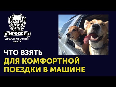 Что нужно иметь для комфортной поездки с собакой в машине | Как перевозить собаку