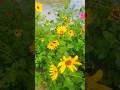 wild sunflower Golden# Garden bloom# https://amzn.in/d/07bcB5Yv
