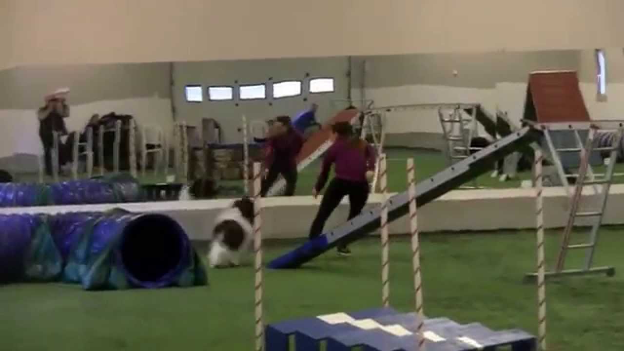 Young Schapendoes Stud - Dog Agility Training with Camilla Arnesen