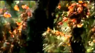 Mariposas Amarillas - Macondo