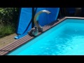 Pigeon in pool - Hot in Belgium!