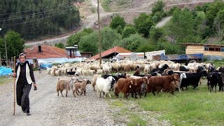 Sürüyü Akşama Kadar Kurtlar Taki̇p Etti̇keçi̇ler Kayip