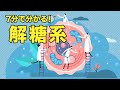誰でも分かる 解糖系 | 管理栄養士が解説【ビーレジェンド プロテイン】