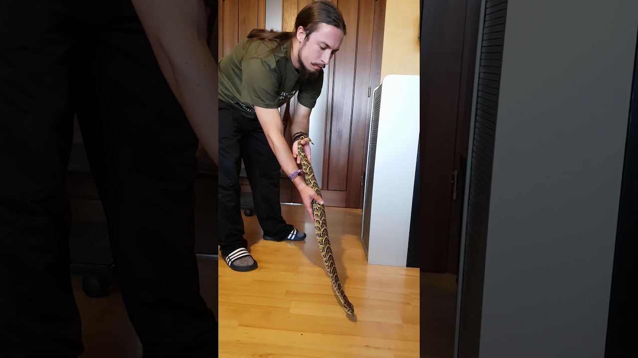 bitiş bulmaca Puff Adder Free-handling *DO NOT DO THIS*