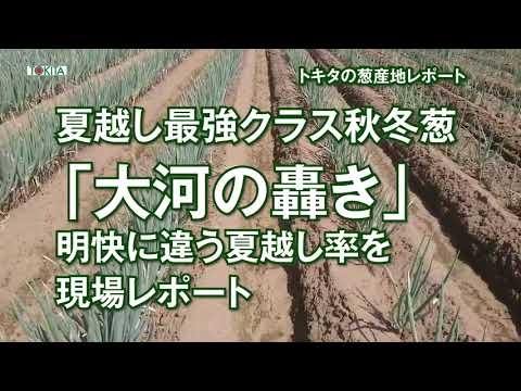 大河の轟き】一本ネギは、2023年の酷暑、旱魃の中でも消えること