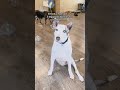 3-Legged Dog See's Bubbles For The First Time #shorts