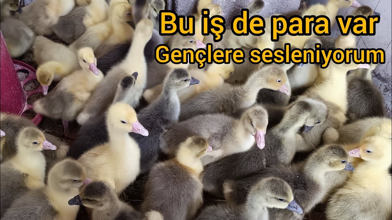 Kaz yetiştiriciliği / Kaz bakımı / En kazançlı iş