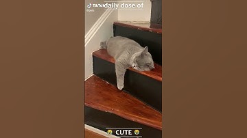 Lazy cat😻| Mood of the day😂| We are staying inside today | Win🤩| Funny pets |  #shorts