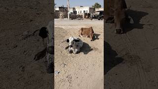 Respect Animals ? Cow videos for you/ Hamba sounds hambacows animals  cowlover cowvideos desi