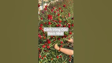 Hướng dẫn trồng Hoa Cúc Bách Nhật Rạng Đông #hatgiongrangdong #rangdongseeds