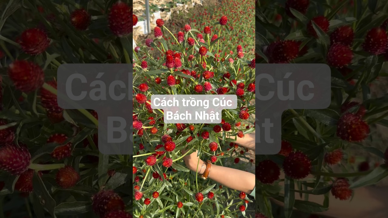 Hướng dẫn trồng Hoa Cúc Bách Nhật Rạng Đông #hatgiongrangdong #rangdongseeds