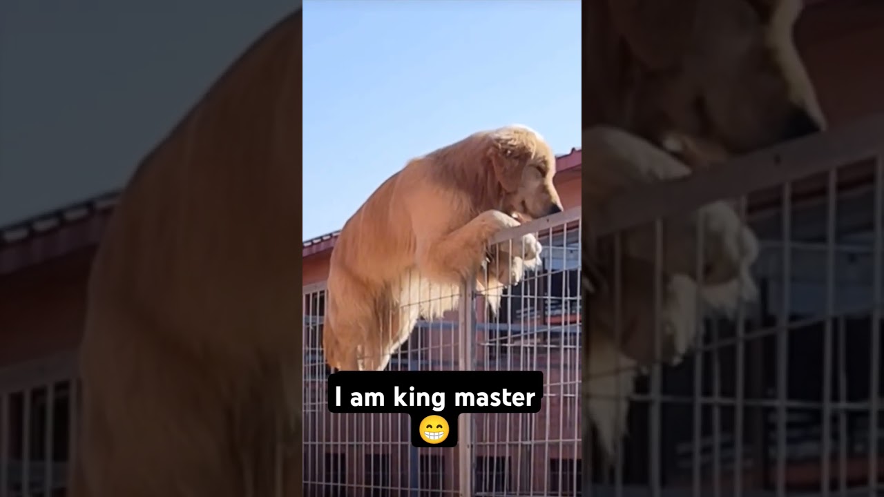 dog sitting on grill 😜 