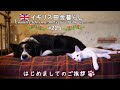 225 仔猫を迎えました🐱一緒にお昼寝する姉犬と妹猫が可愛すぎた！