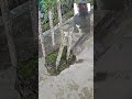 কেন রড নষ্ট হয়ে গেল #home