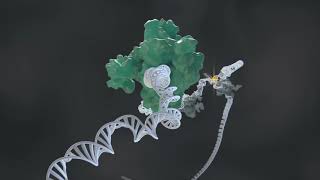 Uncoupling histone H3K4 trimethylation from transcription
