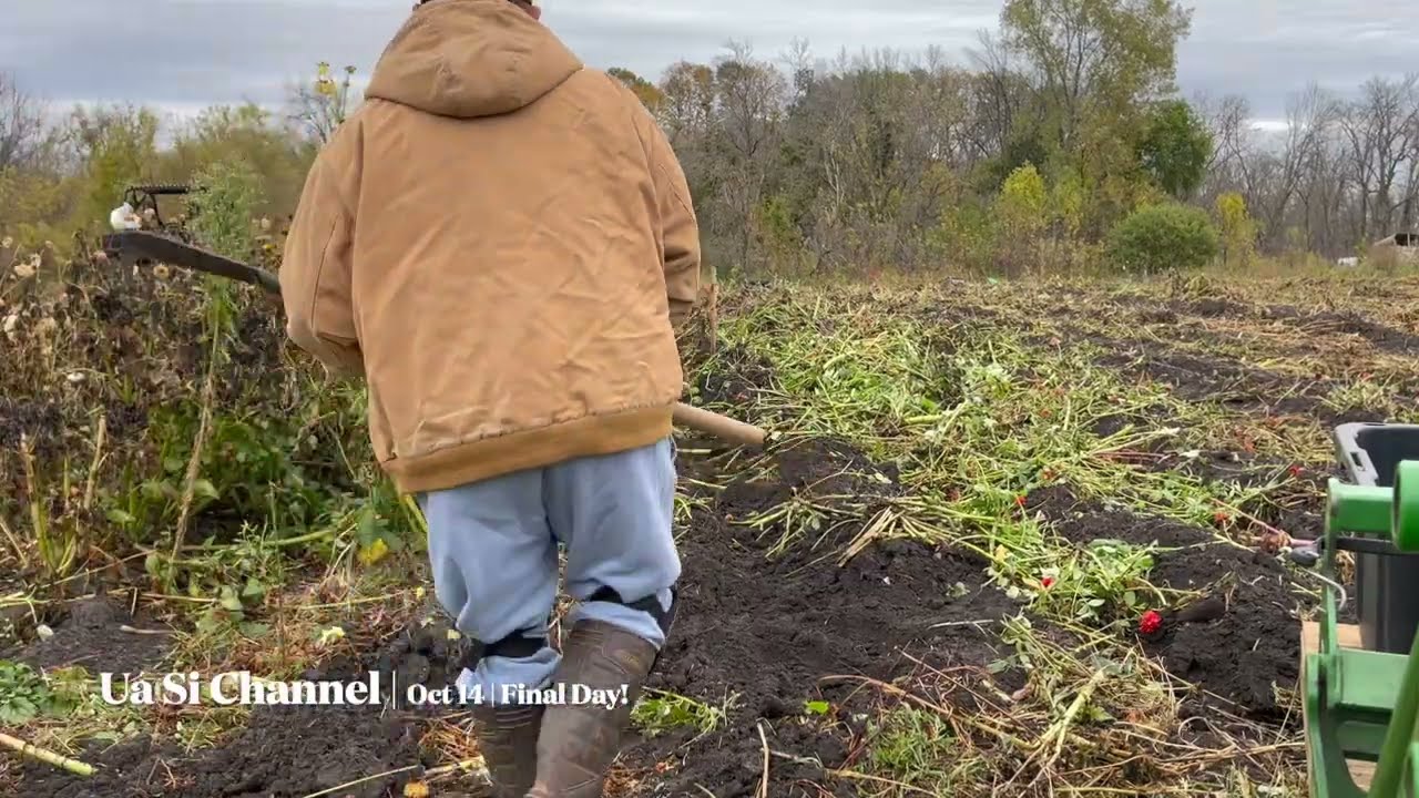 DIGGING DAHLIA BULBS AT THE END OF THE SEASON | OCT 14TH | PART 2