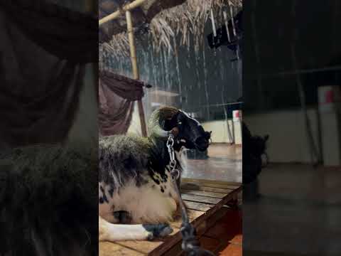 Chilling Music Song Love Mr Goat Mrbull Violin Arrahman