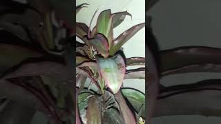 cordyline fruticosa plant bangladesh।। shortsvideo shorts krishi