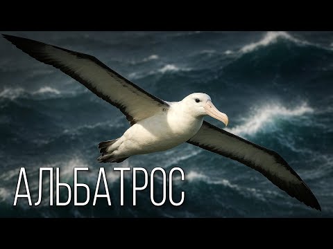 Альбатрос: Летучий Корабль | Интересные факты про альбатросов