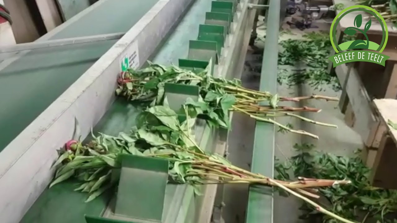 Pioenrozen snijden I Beleef de teelt I#11