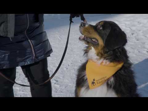 Video: Haluatko tuoda koirasi töihin?