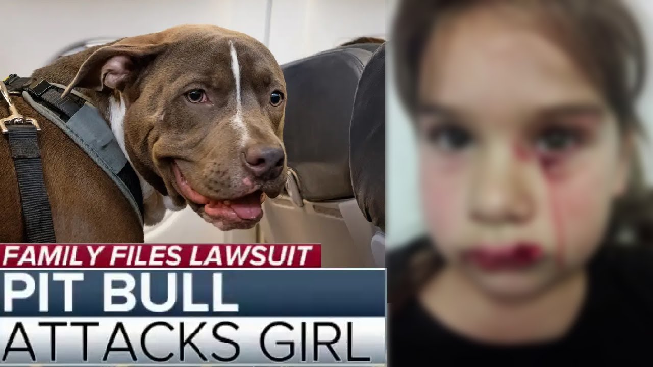 Pit Bull mauled a 5 year old at the Airport - YouTube