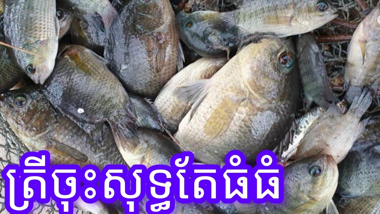 បង់ត្រី នៅជិតប្រលានថ្មី/ cast net catching fish 2025 #7