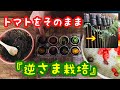 ミニトマトをそのまま『逆さま栽培』【家庭菜園におすすめな育て方】