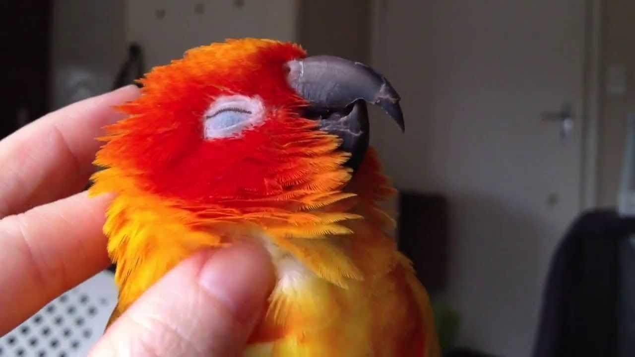 A Funny and Cute Parrots Compilation - Cutest Parrot Videos Ever ...