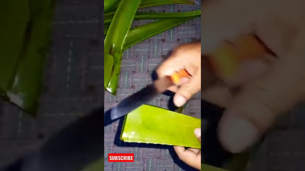 Aloe vera gel extraction
