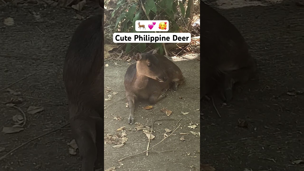Cute Philippine Deer 🦌 