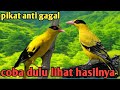 Suara Burung Kepodang Cocok Untuk Pikat Masteran Kepodang Ribut Kepodang Hitam Mp3 - Mp4 Download