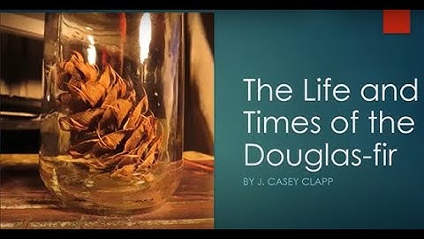 Life and Times of Douglas-Fir
