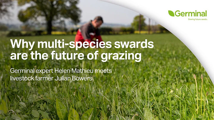 Multi-Species Swards Transform Beef Production for...