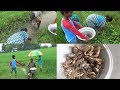 அழகான வயல் வெளியில்  குடும்பத்தோடு  நண்டு🦀🦀🦀 வேட்டை / Awesome River  Crabbing Catching in India