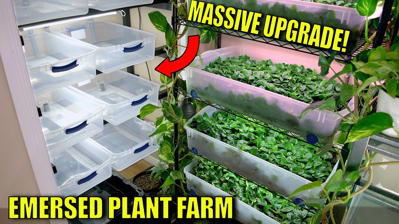 Представляю вашему вниманию мое ОГРОМНОЕ расширение фермы надводных аквариумных растений!