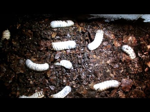 Mecynorrhina torquata ugandensis - larvae in breedingbox Box 2