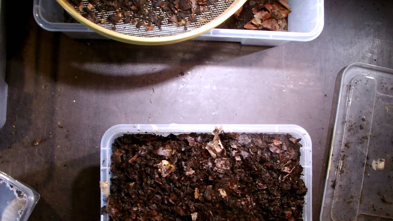 Mecynorrhina — проверка субстрата и личинок