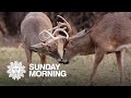 Nature: Deer in New York